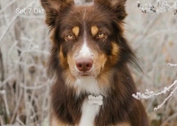 Hewan Peliharaan Anjing Harus Dikurung Dan Divaksinasi.