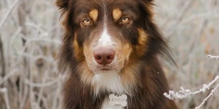 Hewan Peliharaan Anjing Harus Dikurung Dan Divaksinasi.