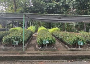 Persemaian Permanen Kima Atas BPDAS Tondano Berikan Bibit Secara Gratis Kepada Masyarakat .