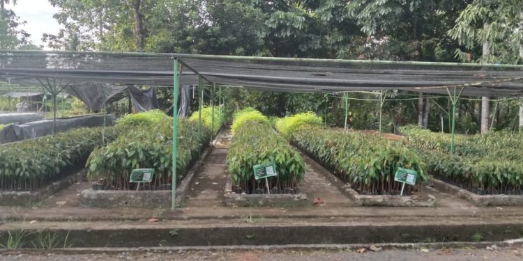 Persemaian Permanen Kima Atas BPDAS Tondano Berikan Bibit Secara Gratis Kepada Masyarakat .