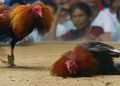 Pemilik Judi Ayam Lakukan Pemukulan Terhadap Wartawan Saat Akan Meliput.