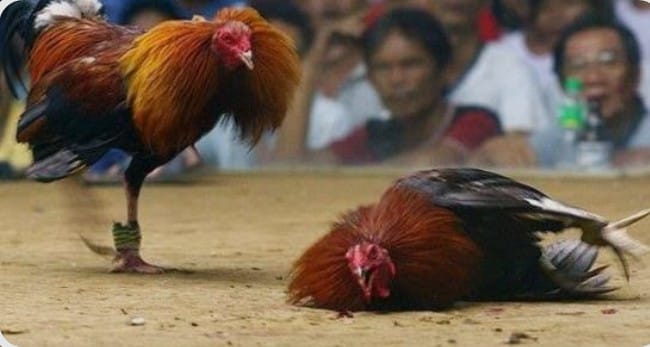 Pemilik Judi Ayam Lakukan Pemukulan Terhadap Wartawan Saat Akan Meliput.