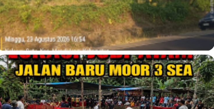 Diminta oknum aparat usut tuntas sambung ayam yang terjadi di jalan sea dan awak media di hadang. Dugaan perjudian dan keterlibatan oknum aparat.